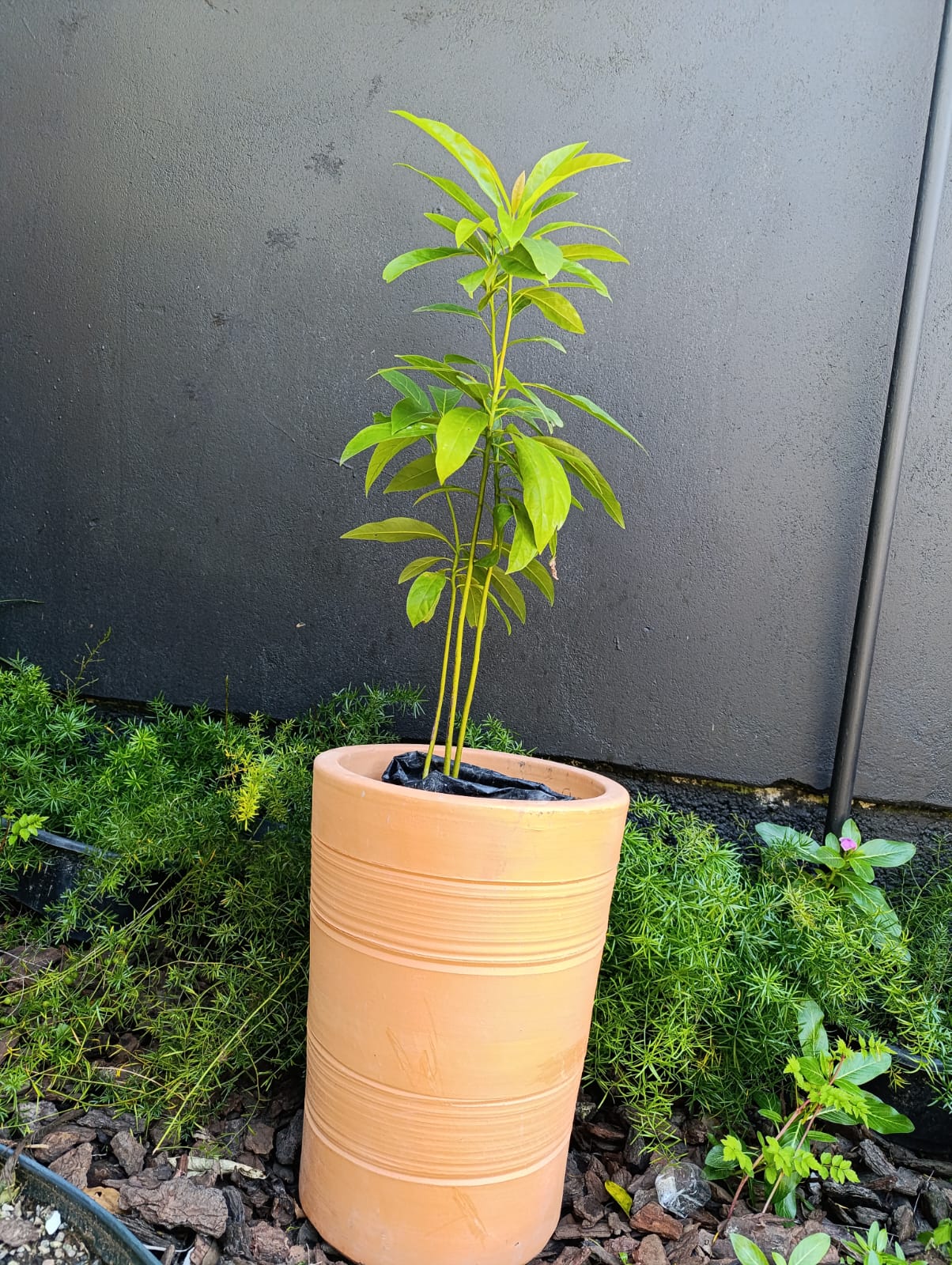 Abacate — Persea americana