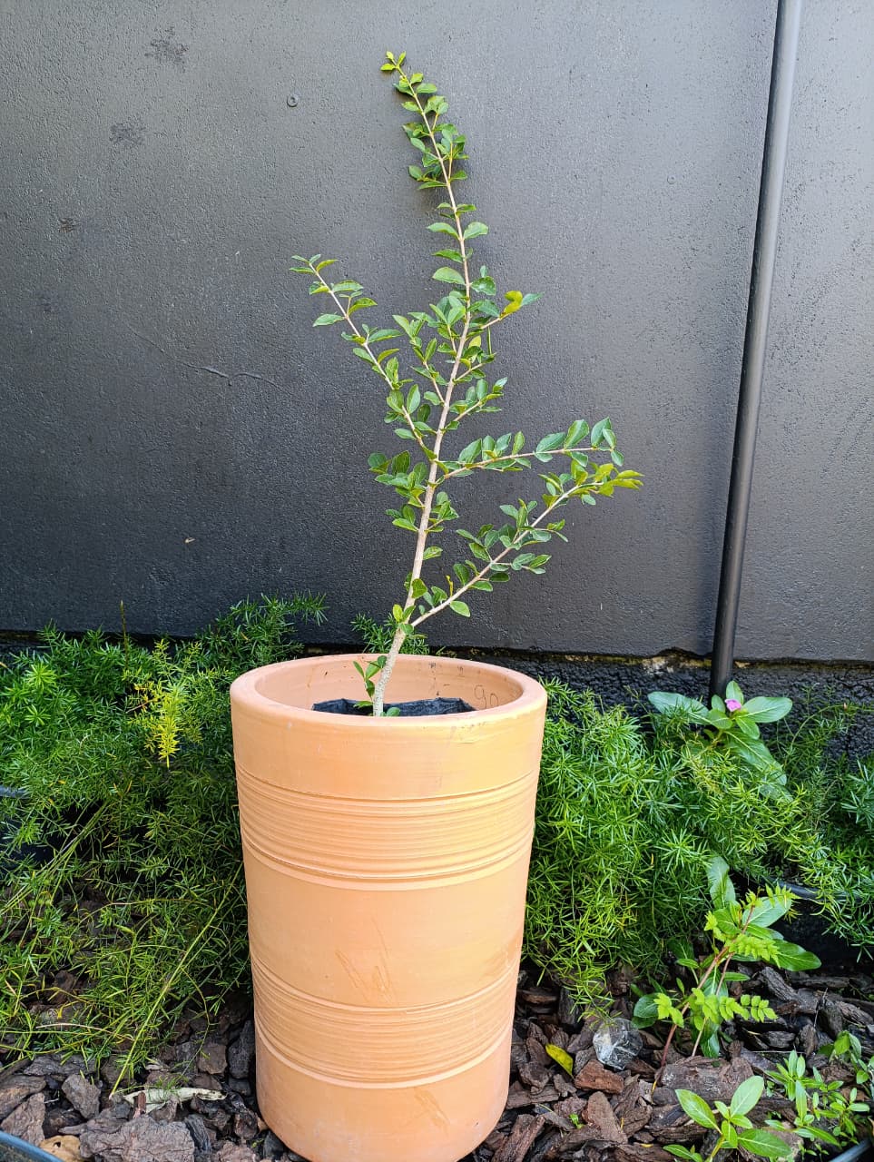 Acerola clonada doce — Malpighia emarginata