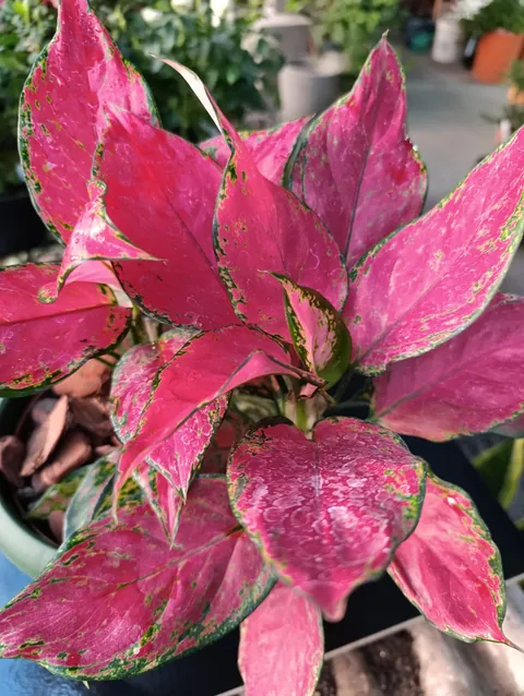 Aglaonema, planta para apartamento