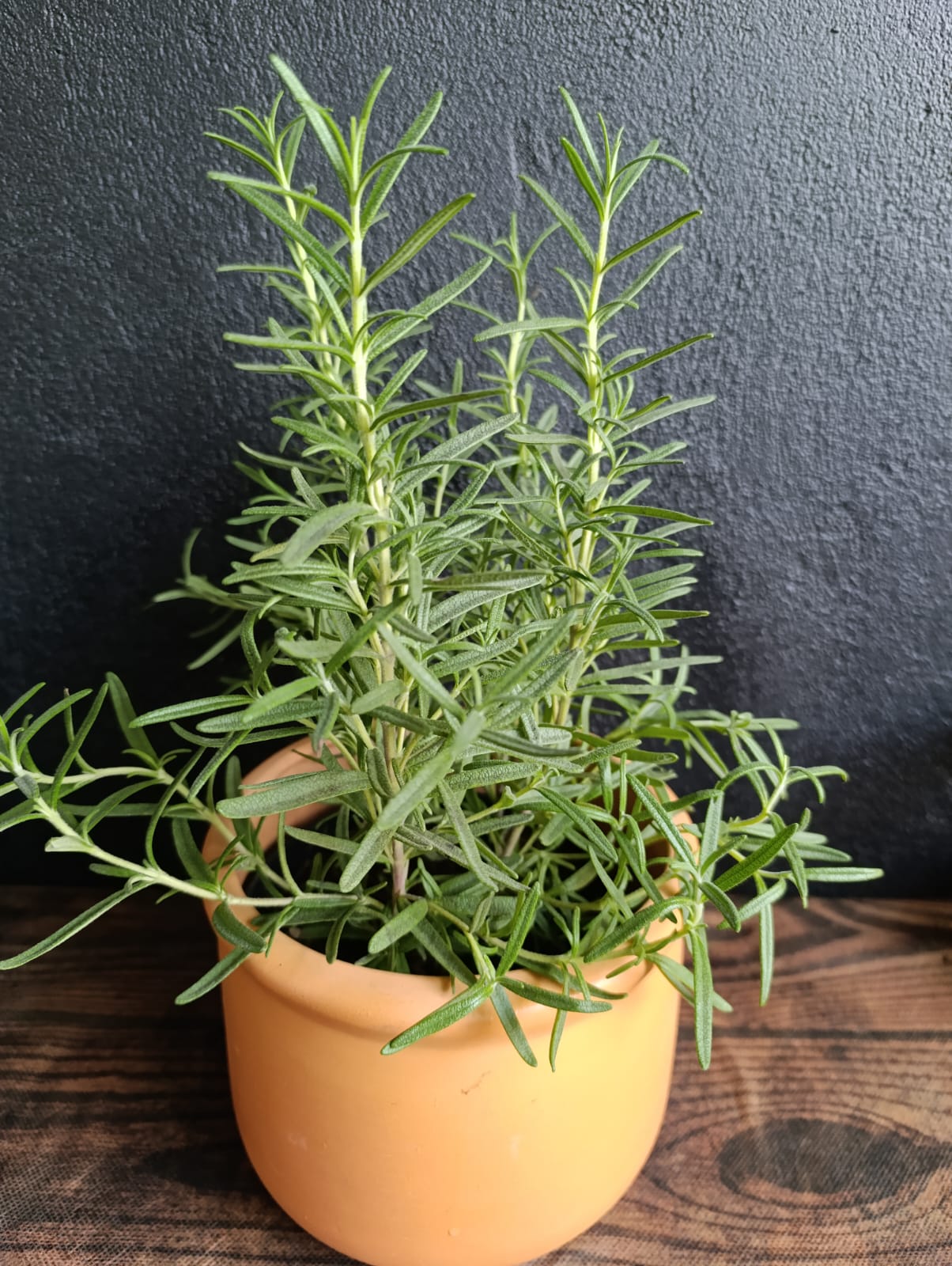 Alecrim no vaso de cerâmica — Salvia rosmarinus