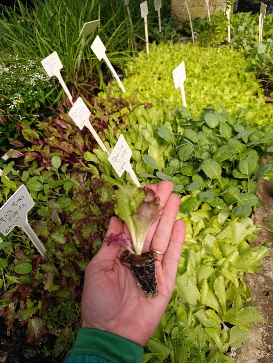 Alface — Lactuca sativa