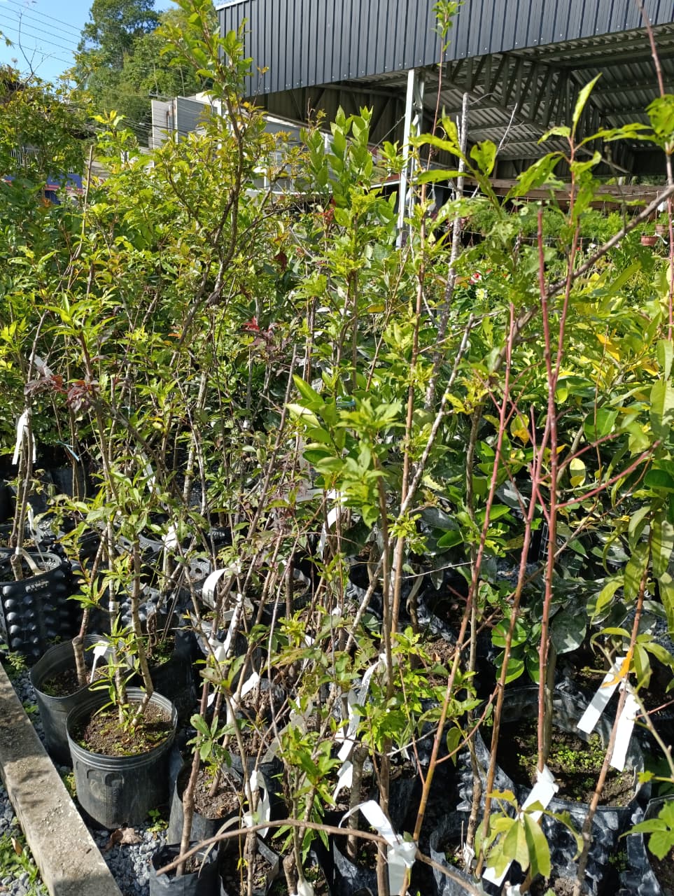 Ameixa amarelinha — Prunus salicina