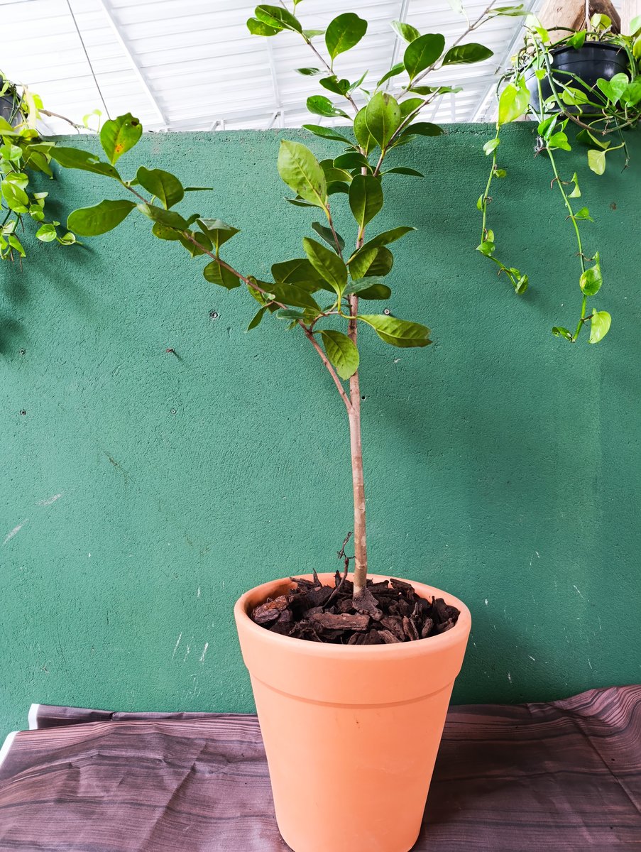 Araçá — Psidium cattleianum