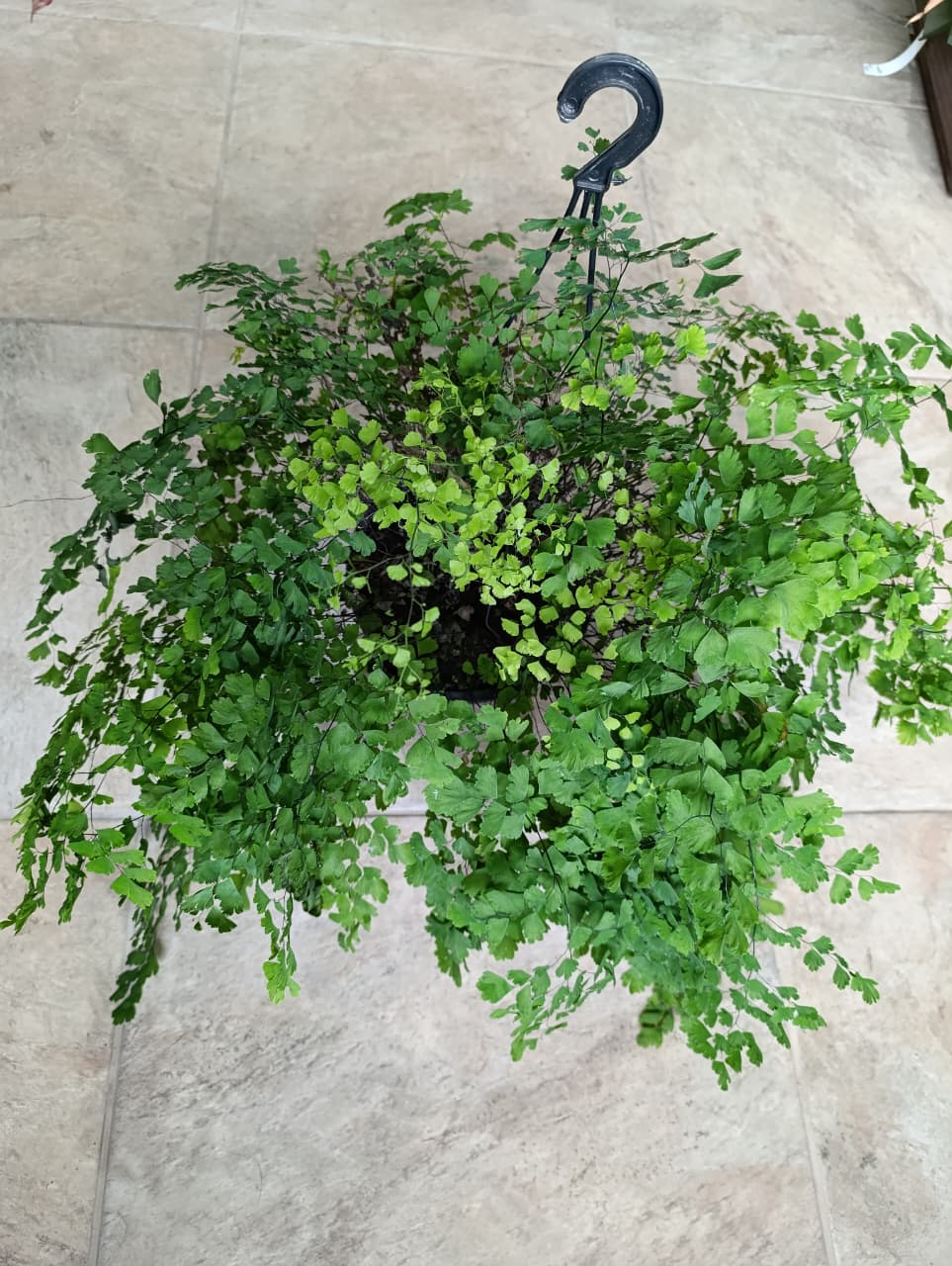Avenca — Adiantum raddianum