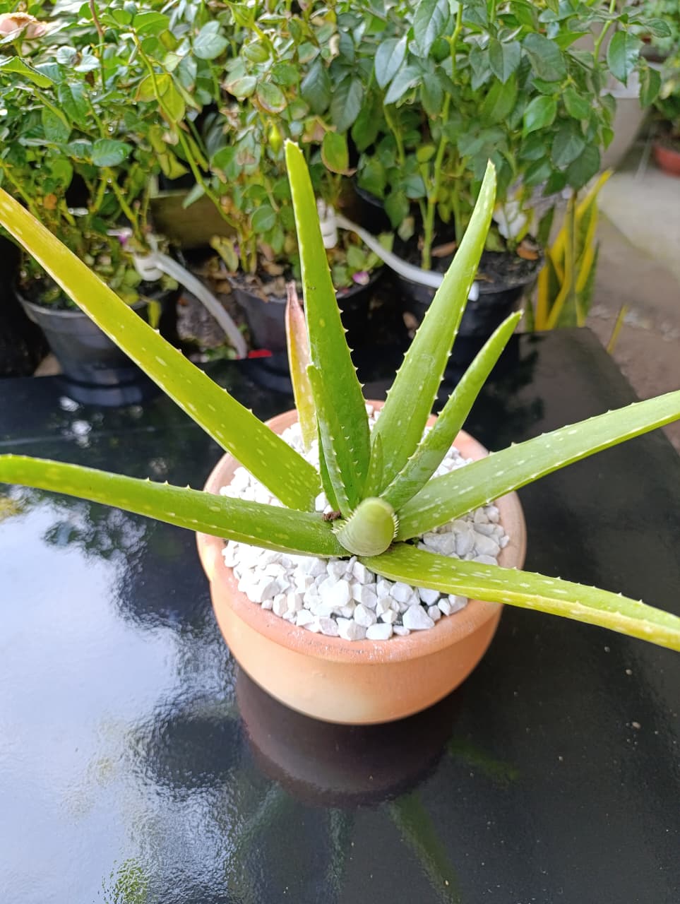Babosa — Aloe vera