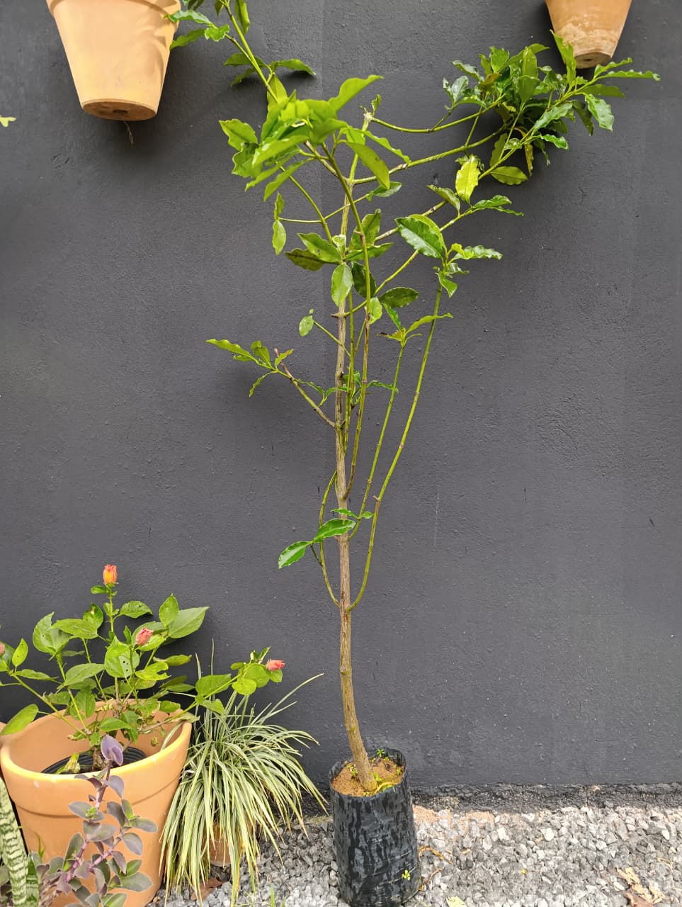 Bacupari boliviano — Garcinia macrophylla