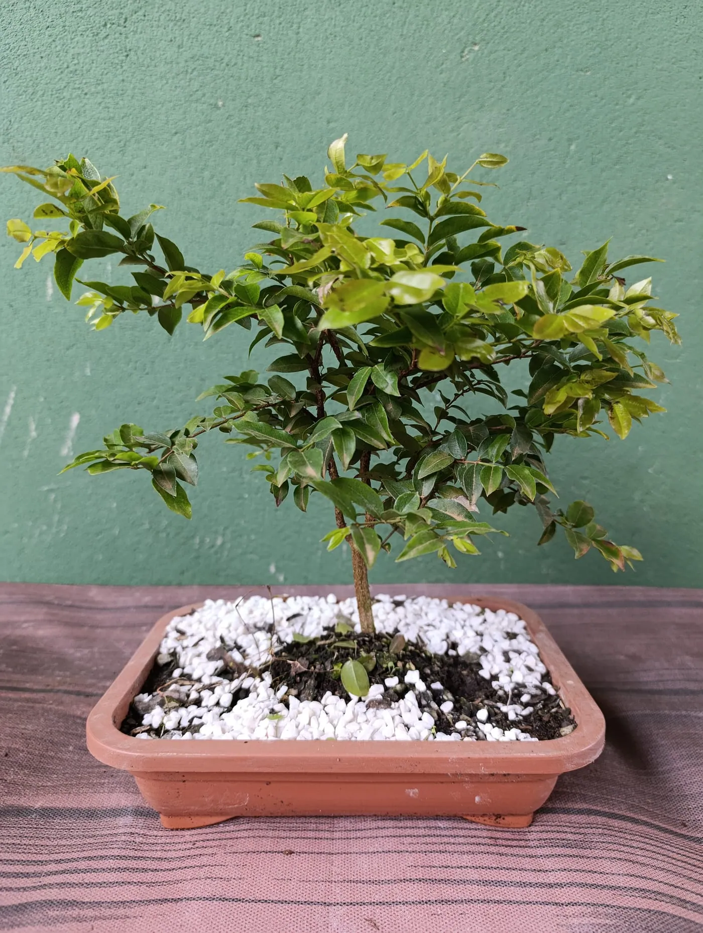 Bonsai brasileiro no viveiro Flor & Cultura Alecrim em Blumenau