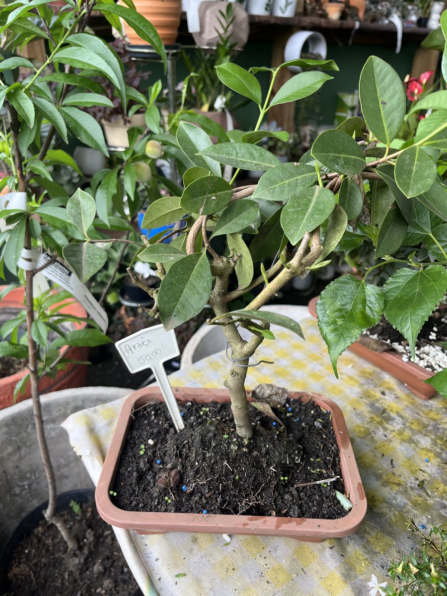 Bonsai de araçá — Psidium cattleianum
