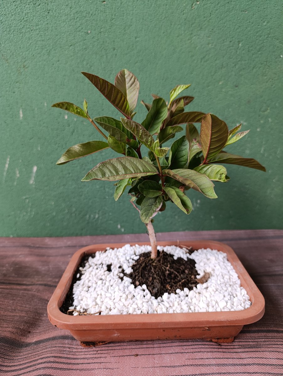 Bonsai de goiaba — Psidium guajava