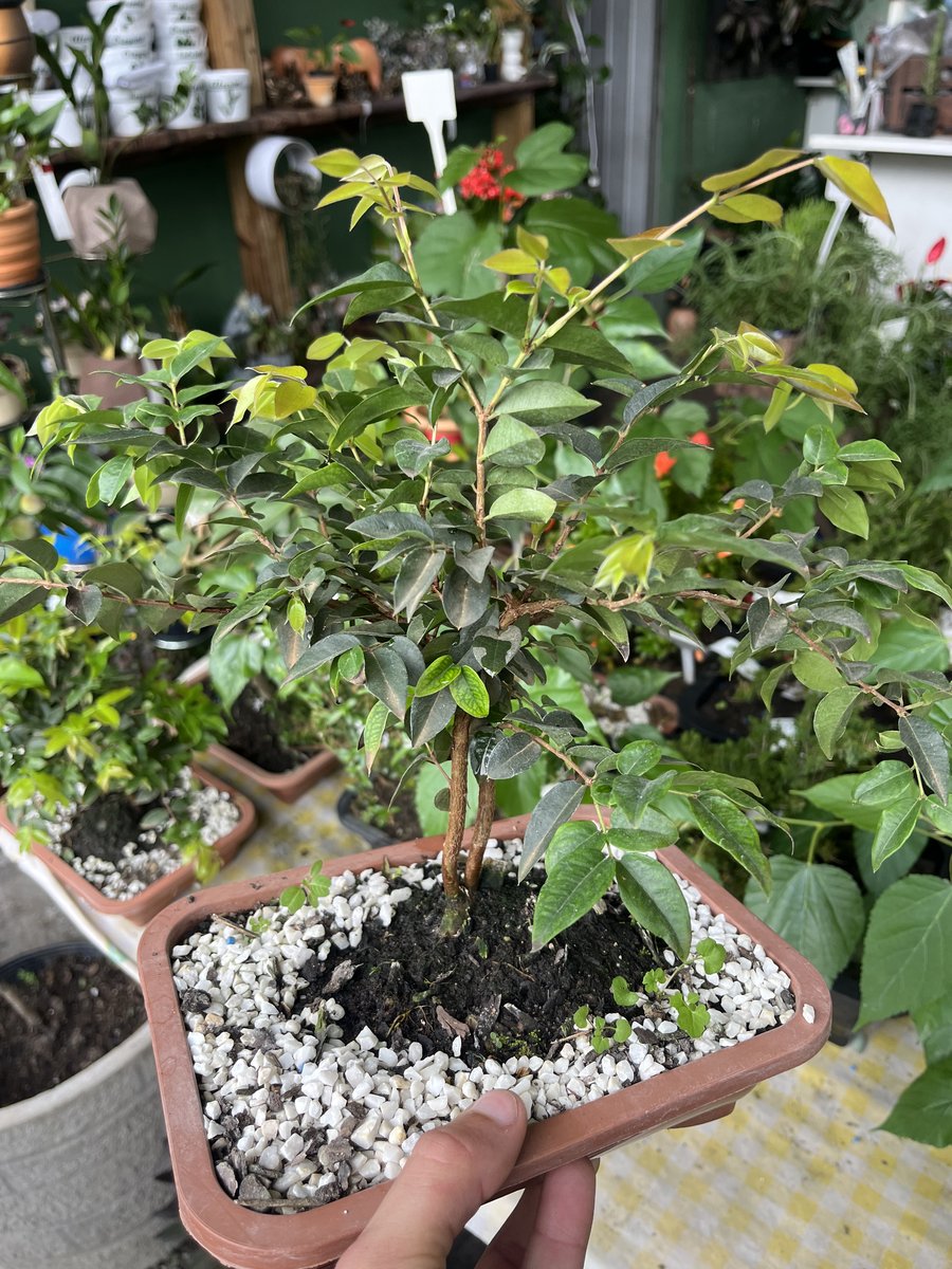 Bonsai de jabuticaba