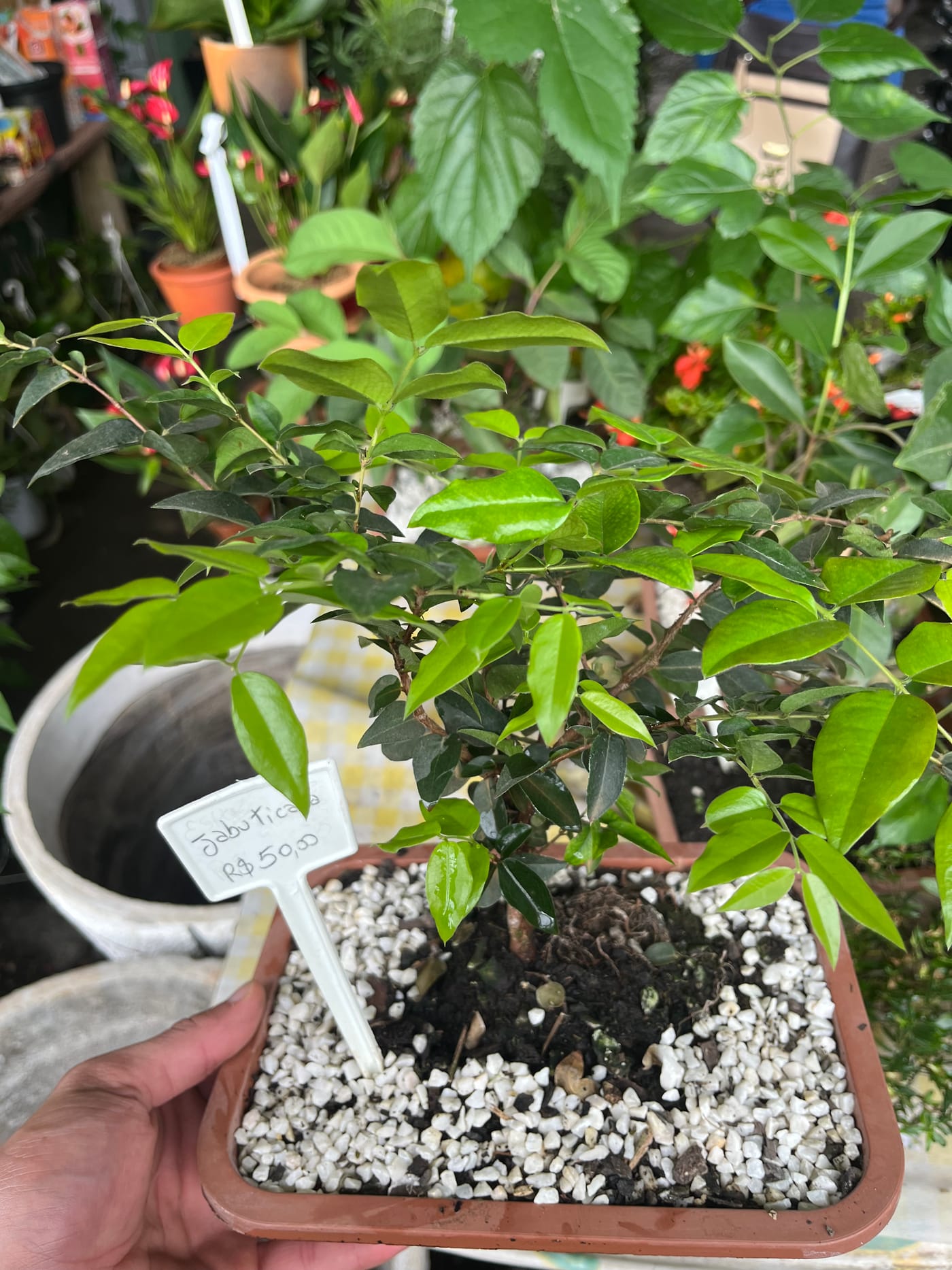 Bonsai de jabuticaba de 8 anos