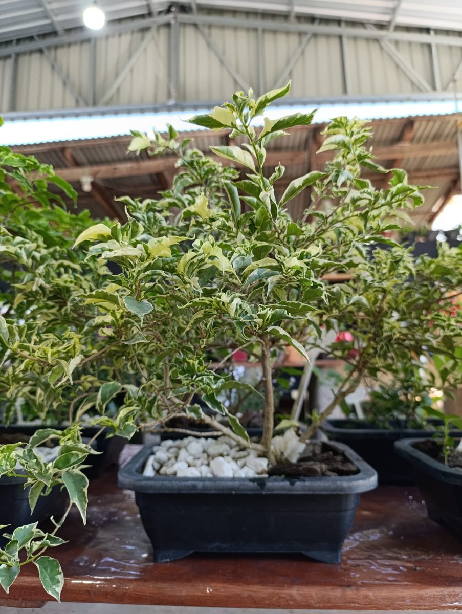 Bonsai de primavera