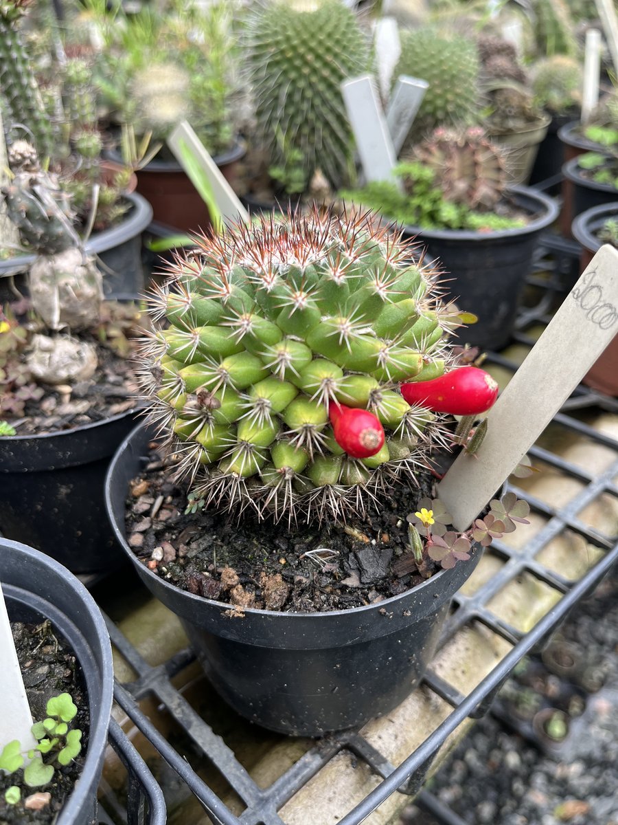 Cacto Mammillaria — Mammillaria spp.