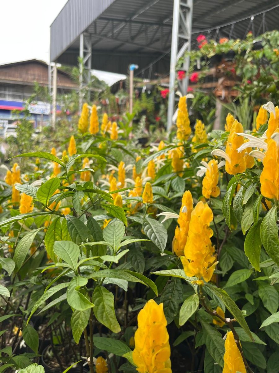 Camarão amarelo — Pachystachys lutea