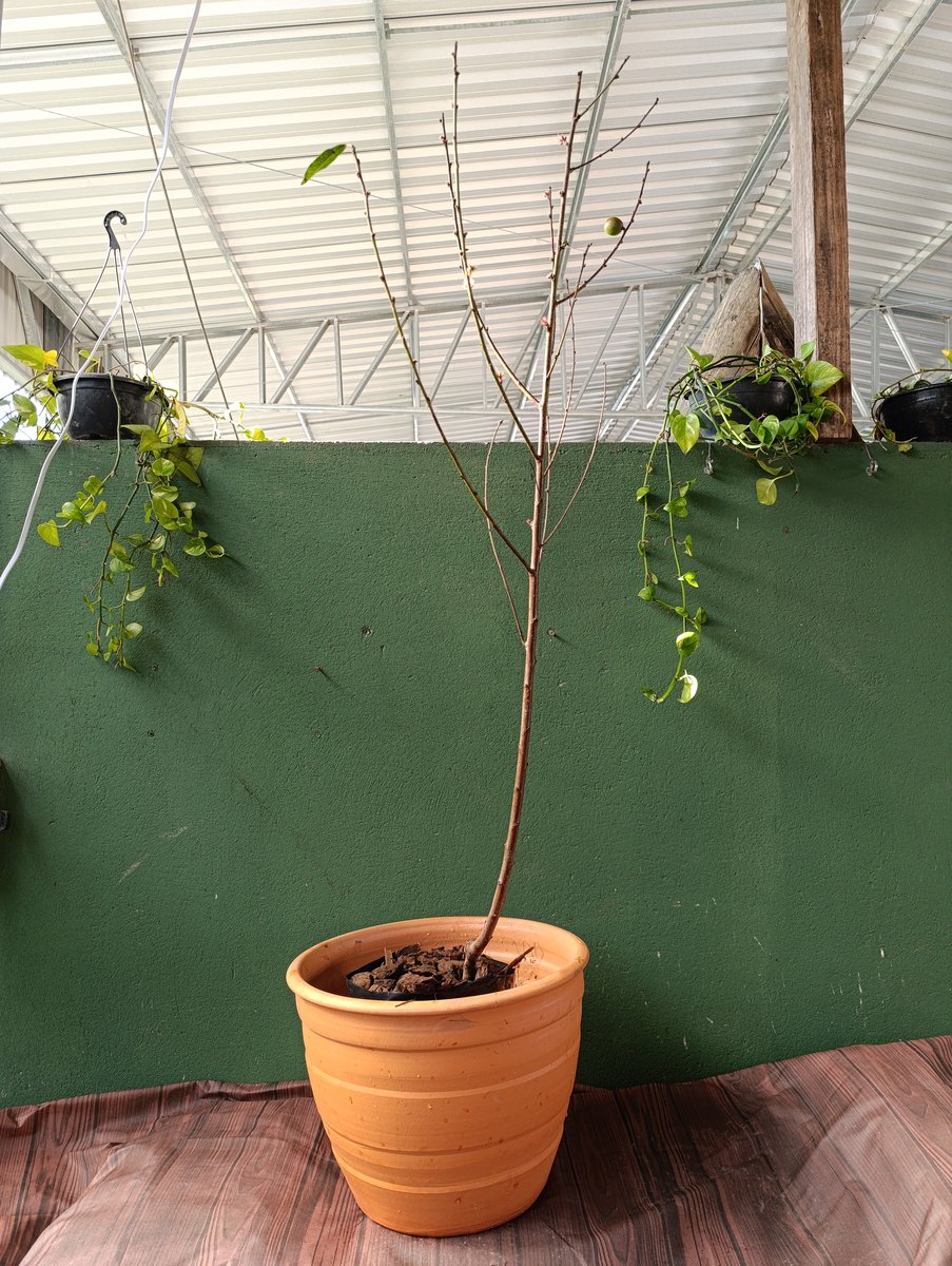 Caqui café — Diospyros kaki