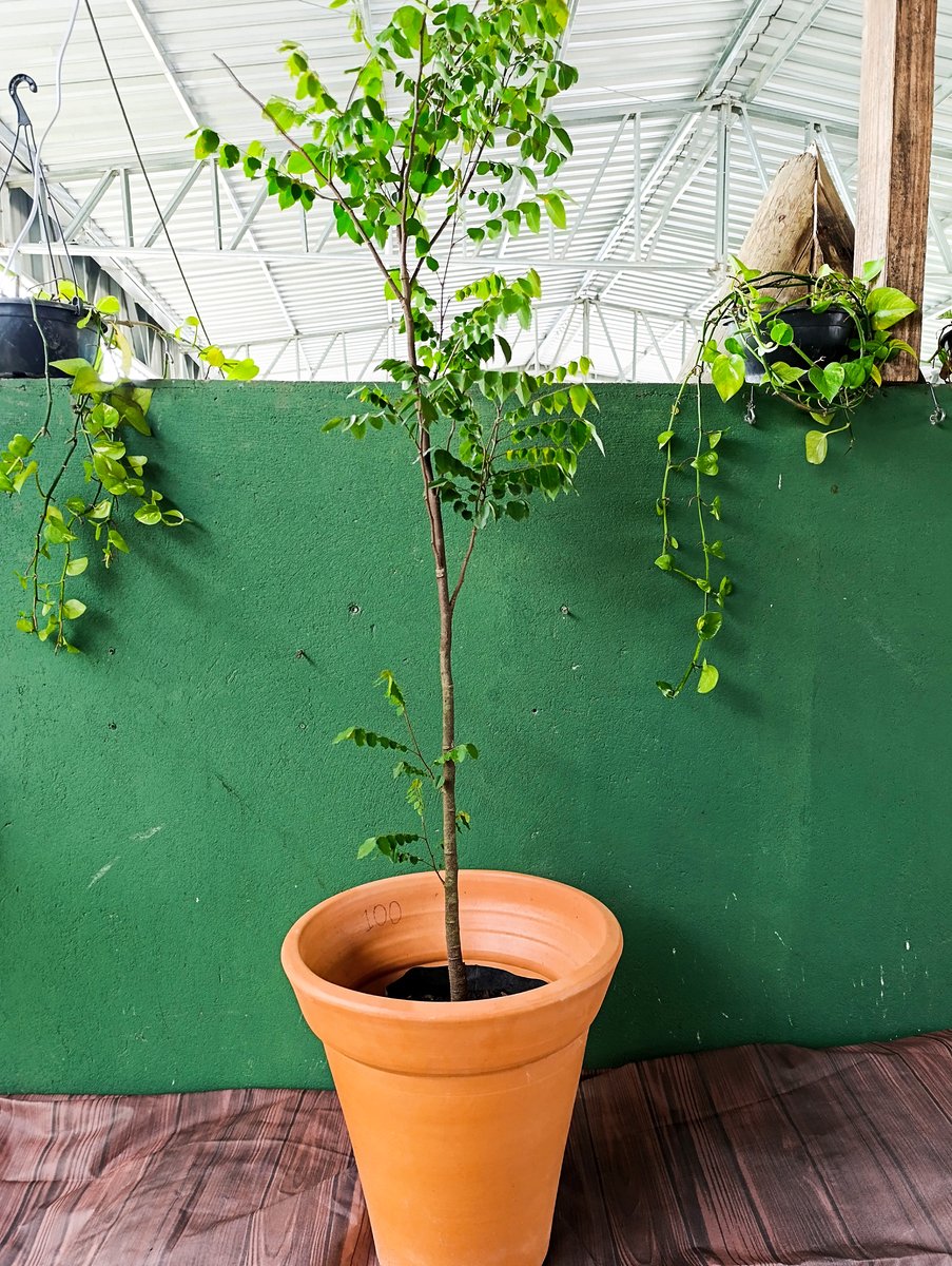 Carambola — Averrhoa carambola