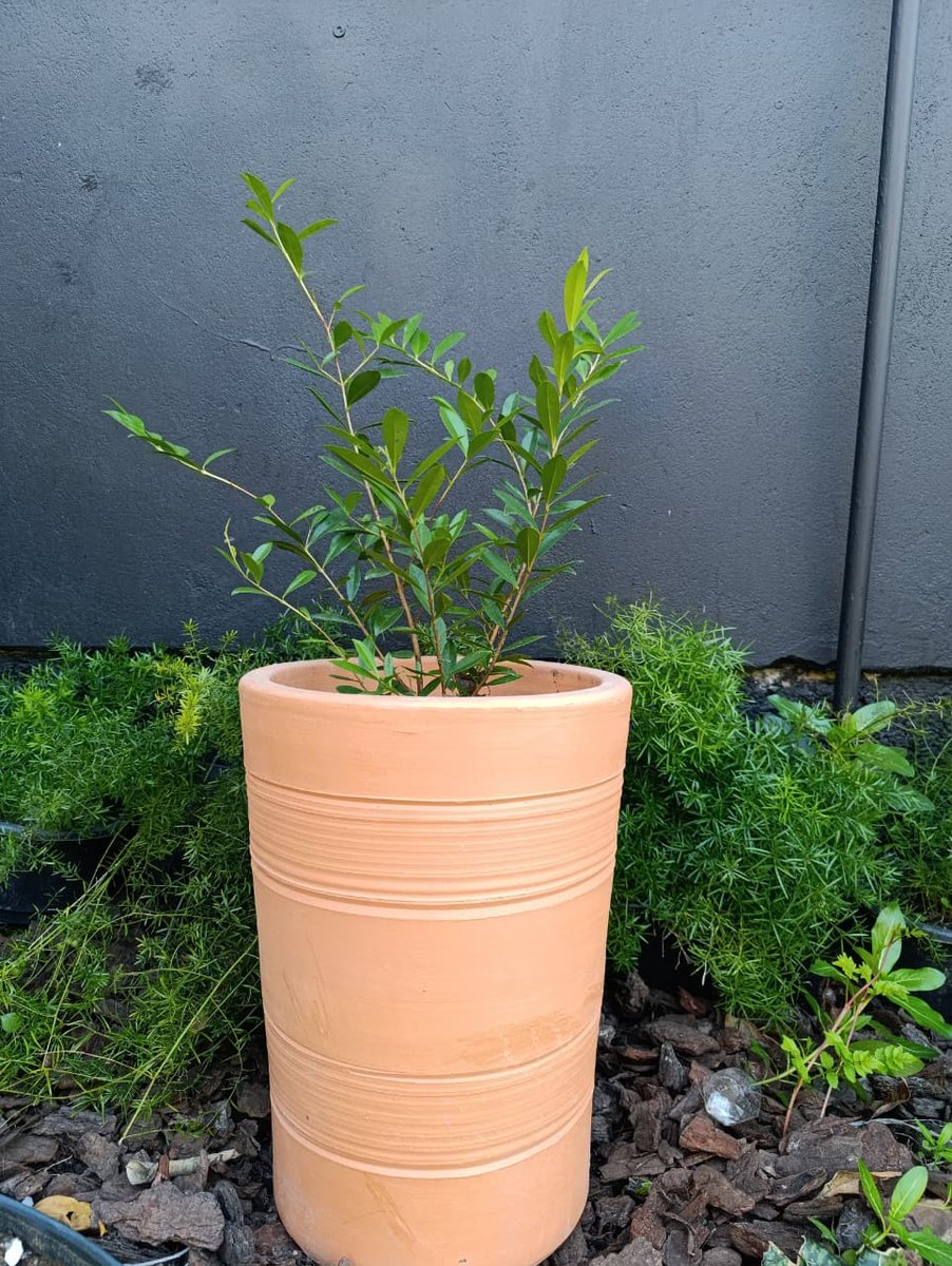 Cereja nativa (Rio Grande) — Eugenia involucrata