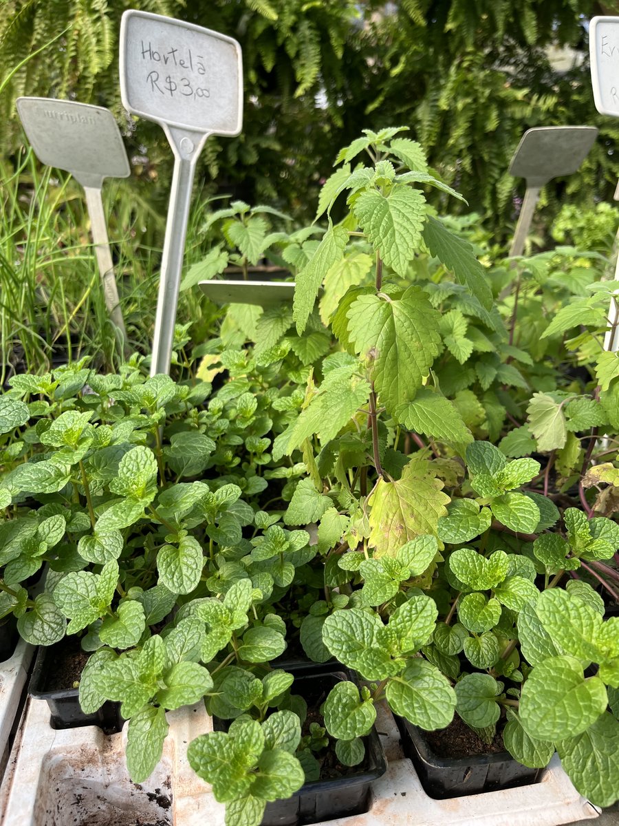 Hortelã — Mentha spp.