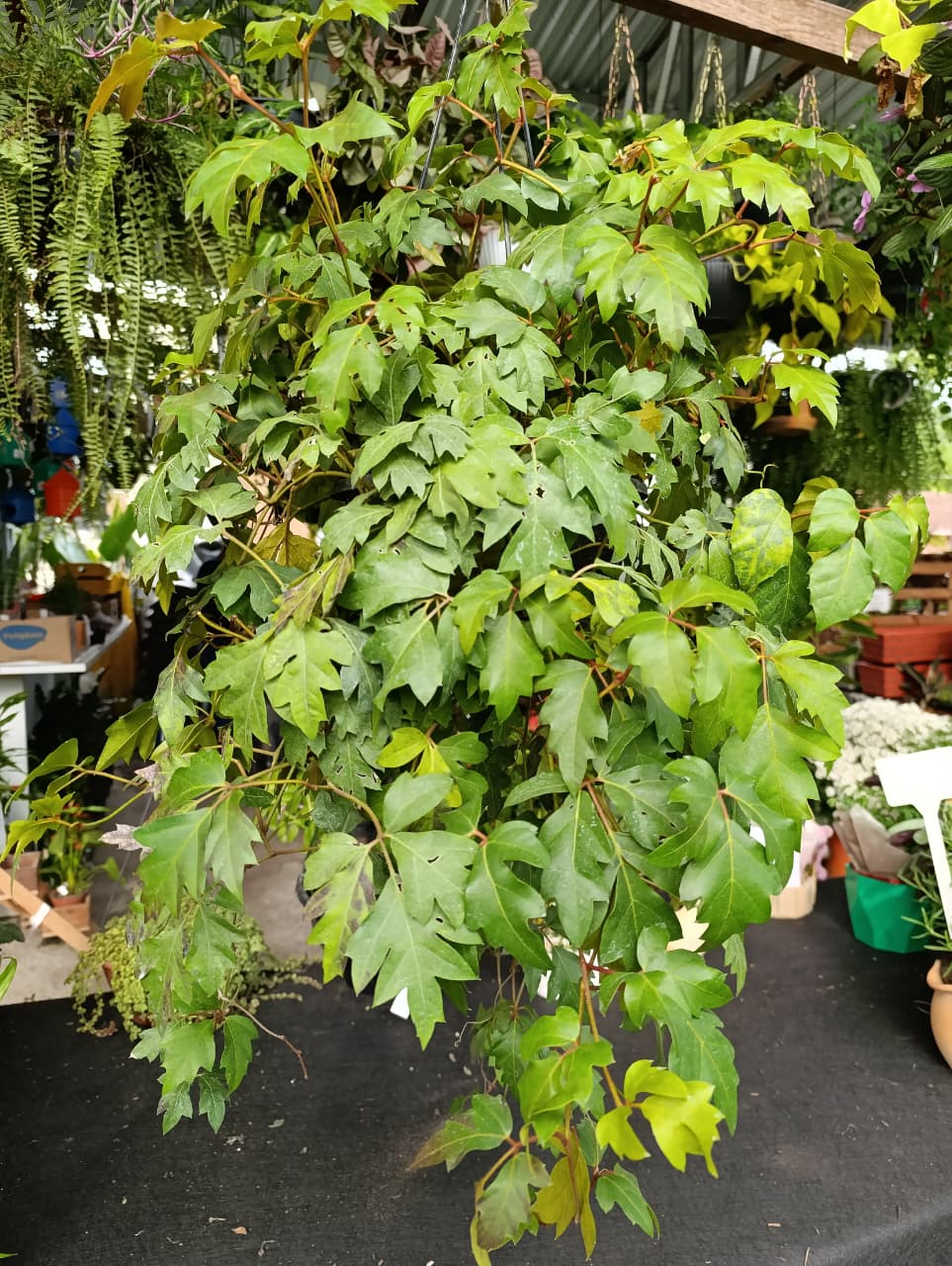 Cissus — Cissus rhombifolia