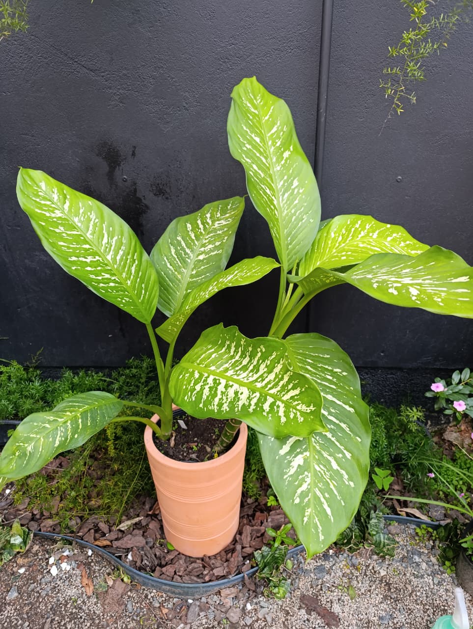 Comigo-ninguém-pode, folhagem que tolera pouca luz — Flor & Cultura Alecrim, Blumenau