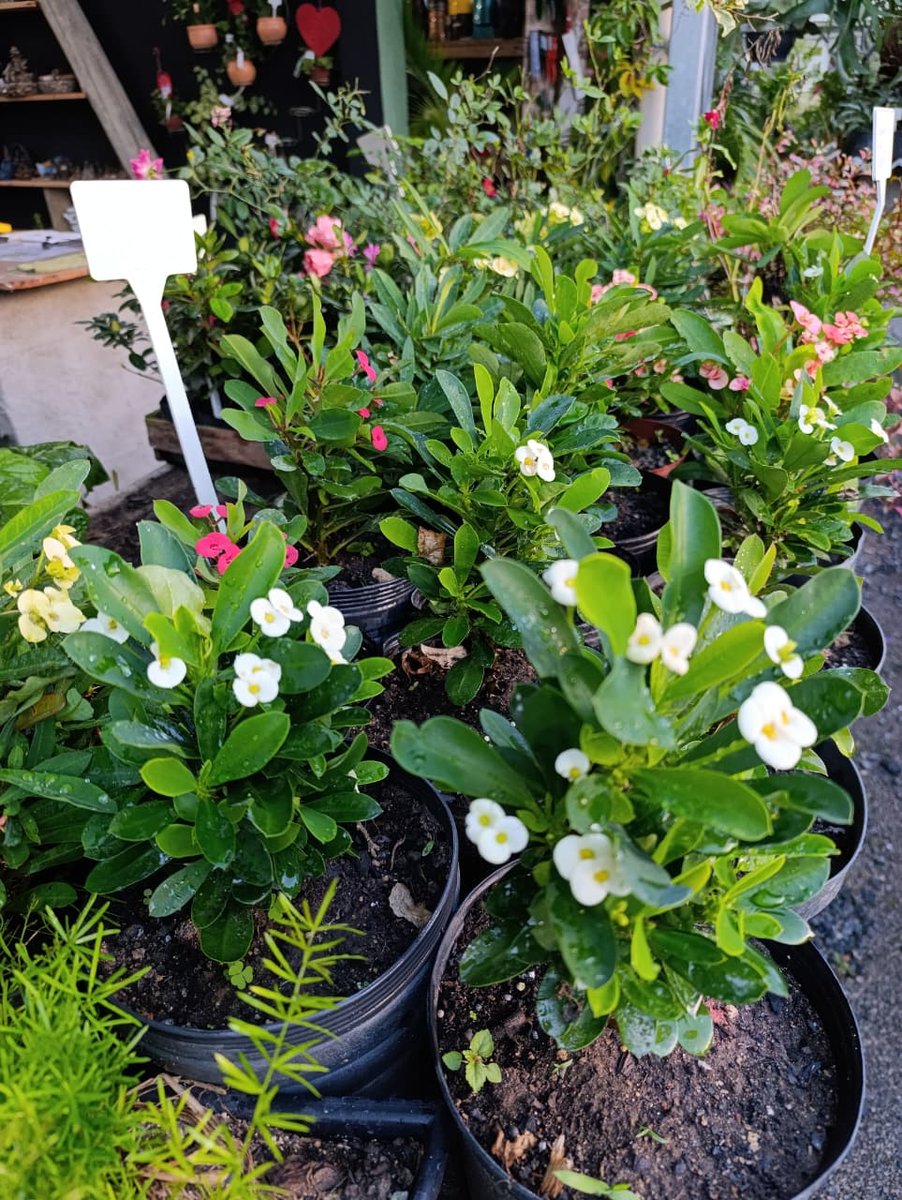 Coroa-de-cristo mini — Euphorbia milii