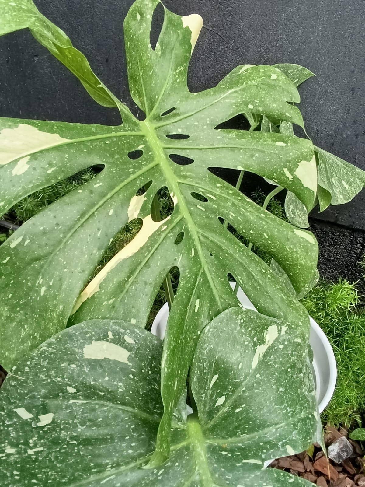 Costela de Adão variegata — Monstera deliciosa 'Variegata'
