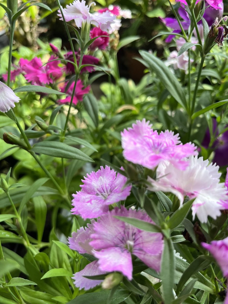 Cravina — Dianthus chinensis