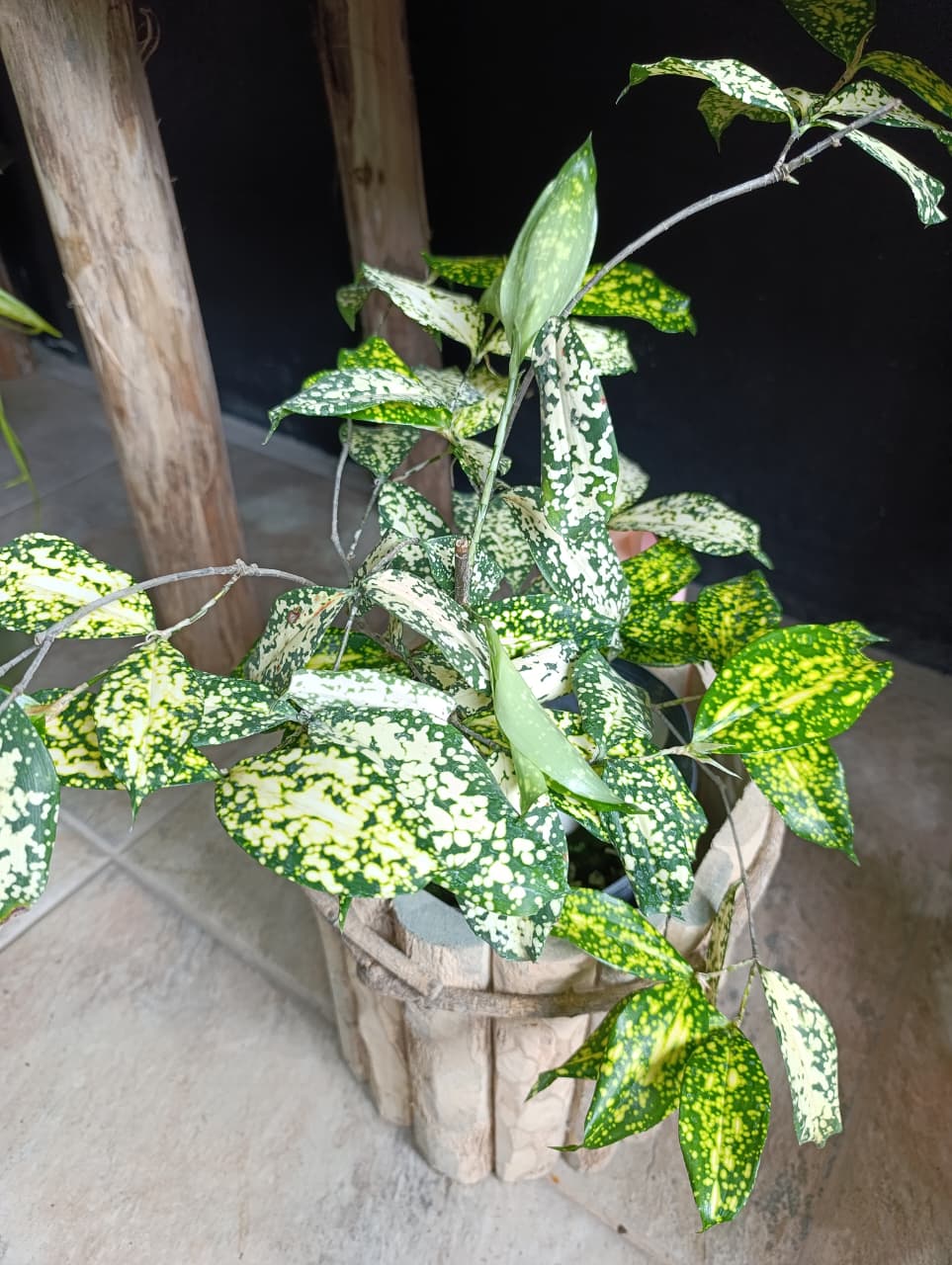 Dracena confete — Dracaena surculosa