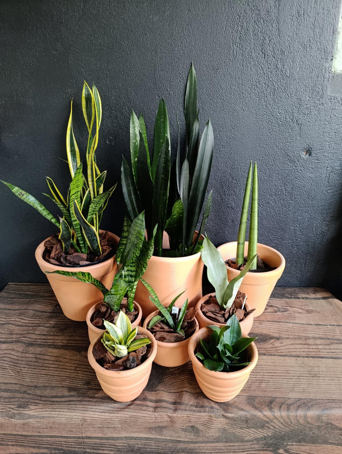 Espada-de-são-jorge — Sansevieria trifasciata