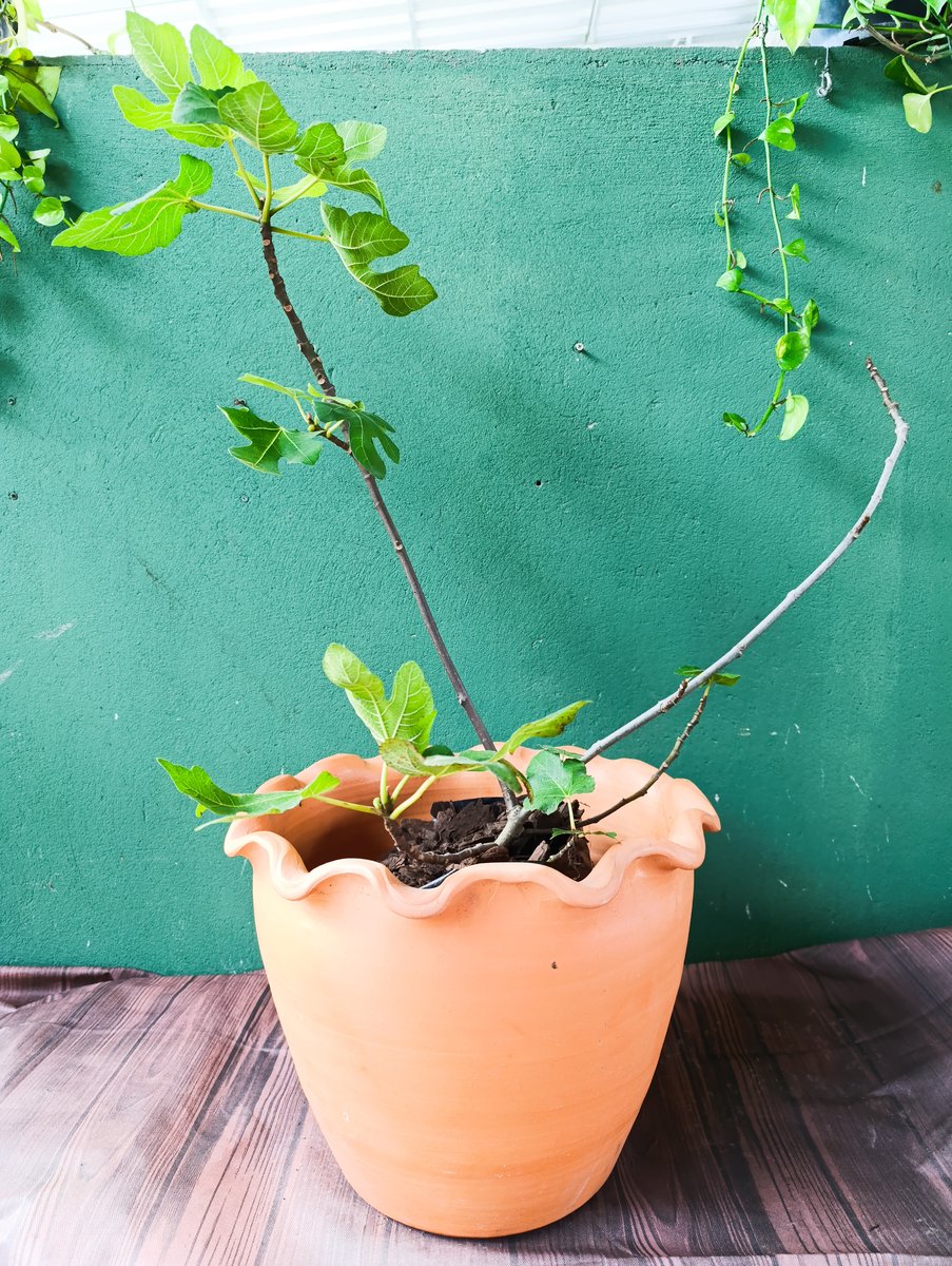 Figueira — Ficus carica