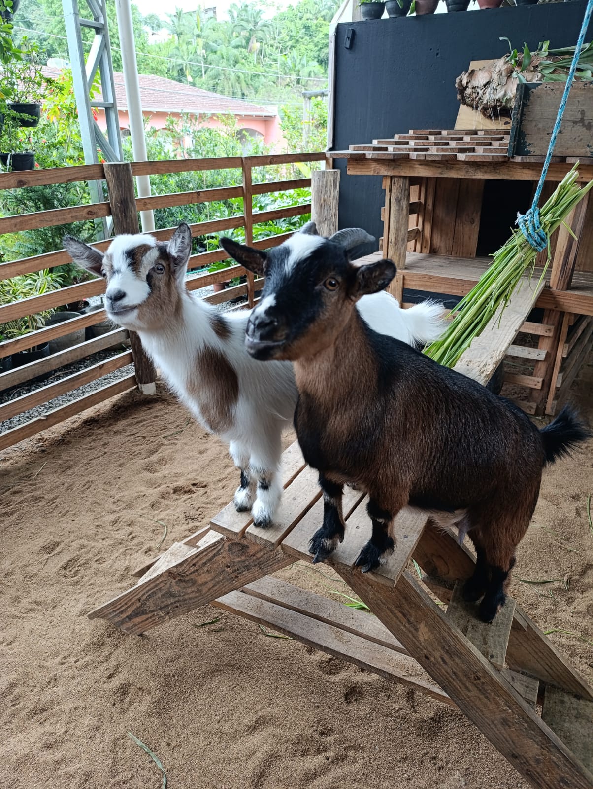 Flor e Flora, as mini cabras mascotes da floricultura Alecrim, no quintal em Blumenau