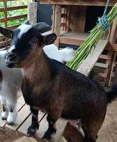 Flor, a mini cabra m&atilde;e, mascote da Alecrim