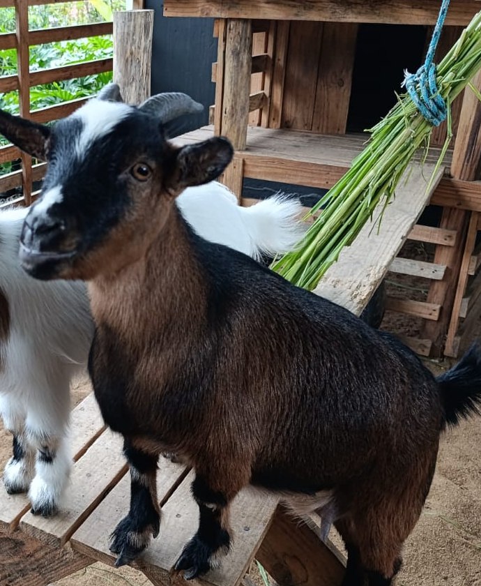 Flor, a mini cabra m&atilde;e e mascote da floricultura Alecrim, no quintal em Blumenau