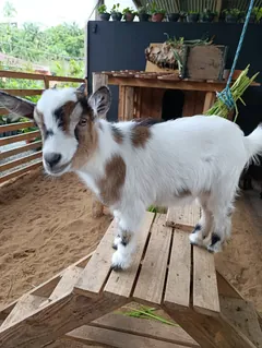 Flora, a filhote de mini cabra mascote da Alecrim