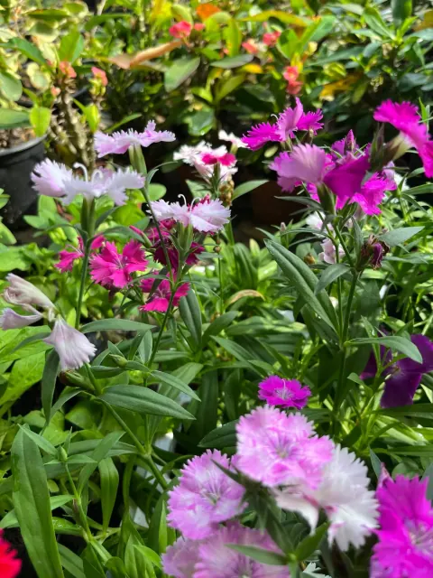 Flores externas