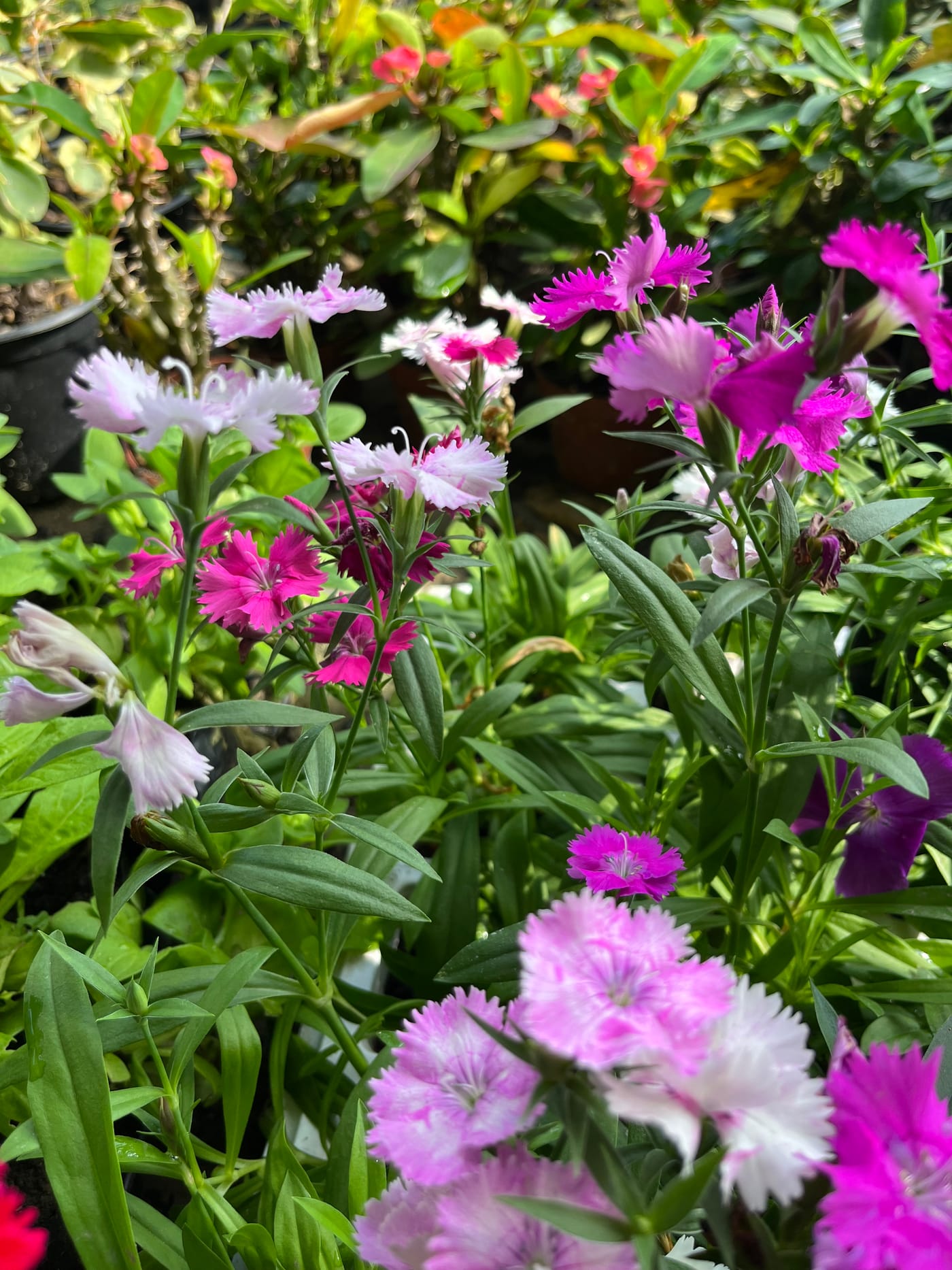 Manacá-de-cheiro com flores roxas e brancas
