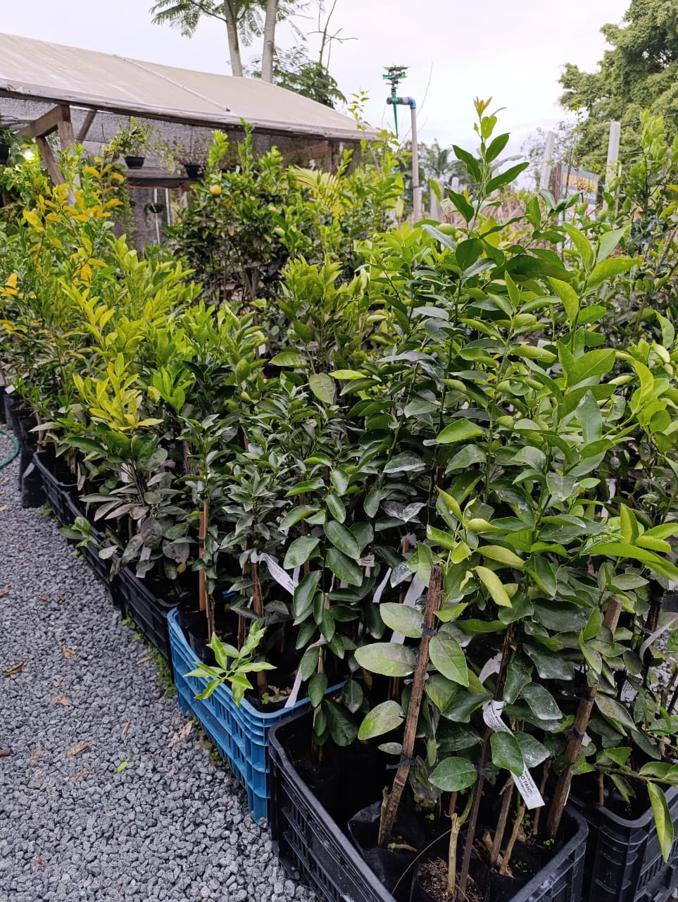 Laranja Natal — Citrus sinensis "Natal"