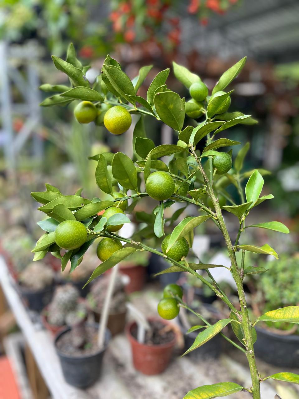 Pitangueira anã com frutos vermelhos