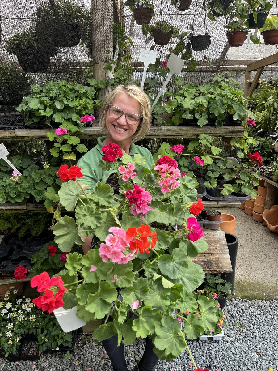 Gerânio — Pelargonium spp.
