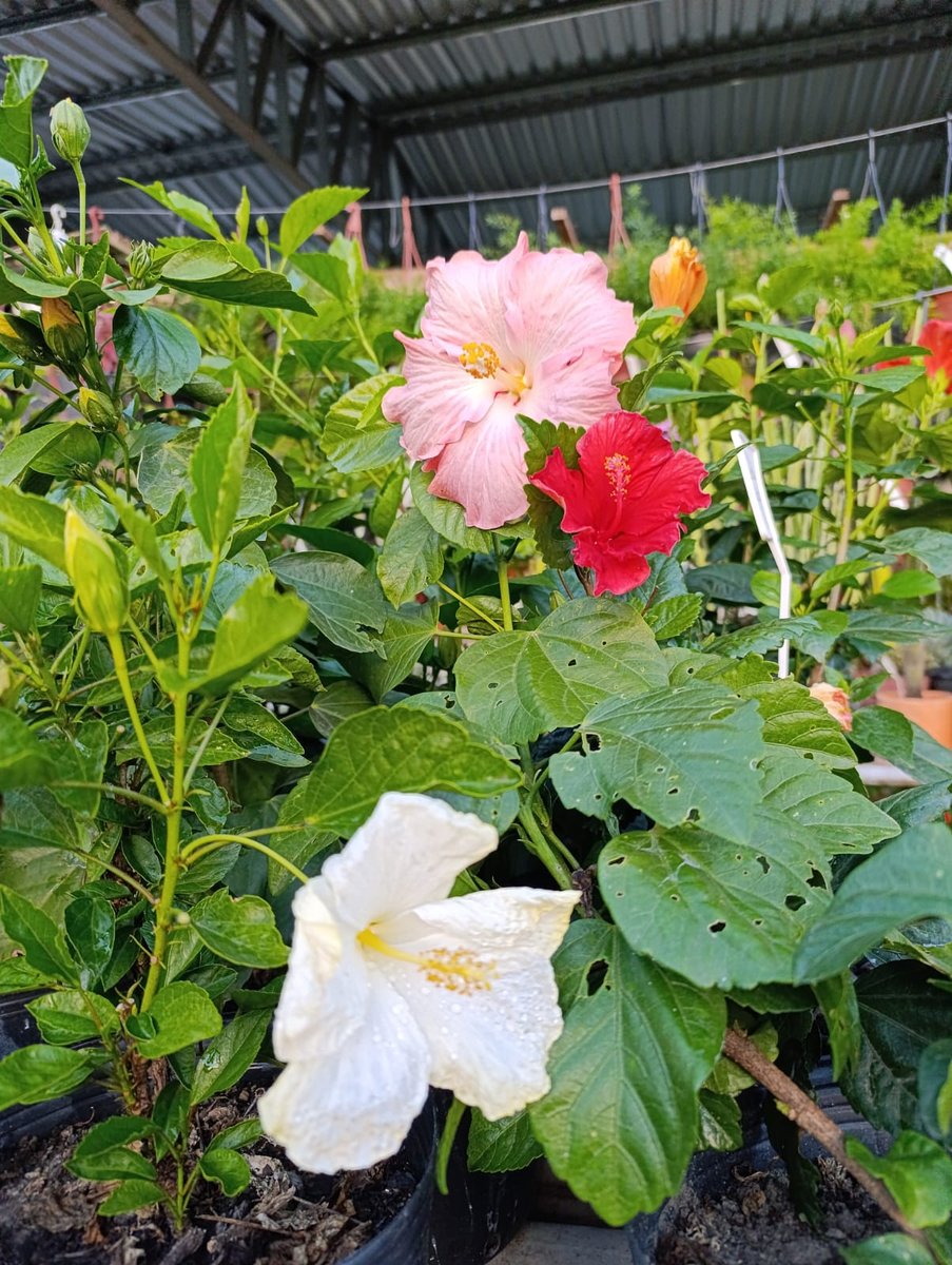 Hibisco mini — Hibiscus rosa-sinensis