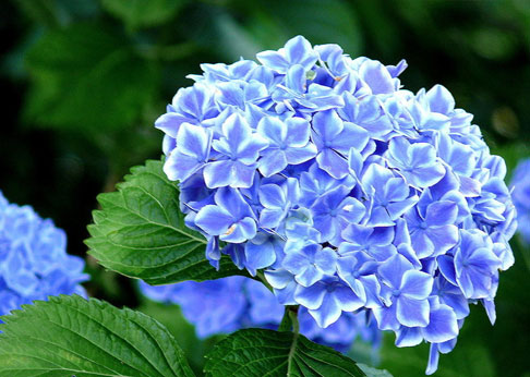 Flor de hortênsia azul cultivada no Vale do Itajaí — Flor & Cultura Alecrim, Blumenau SC