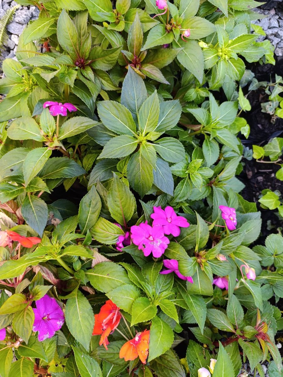Impatiens (Maria-sem-vergonha) — Impatiens walleriana