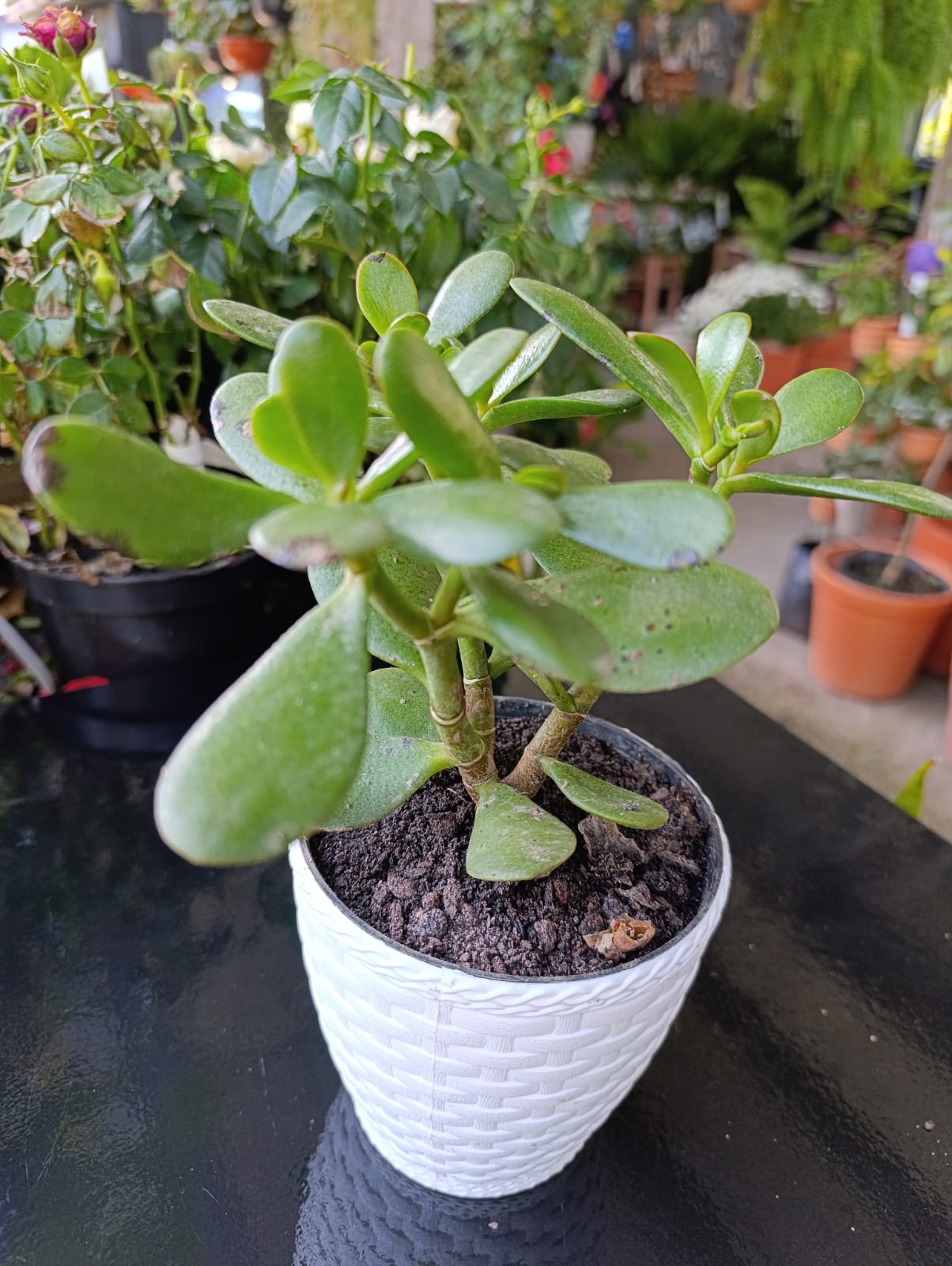 Jade — Crassula ovata