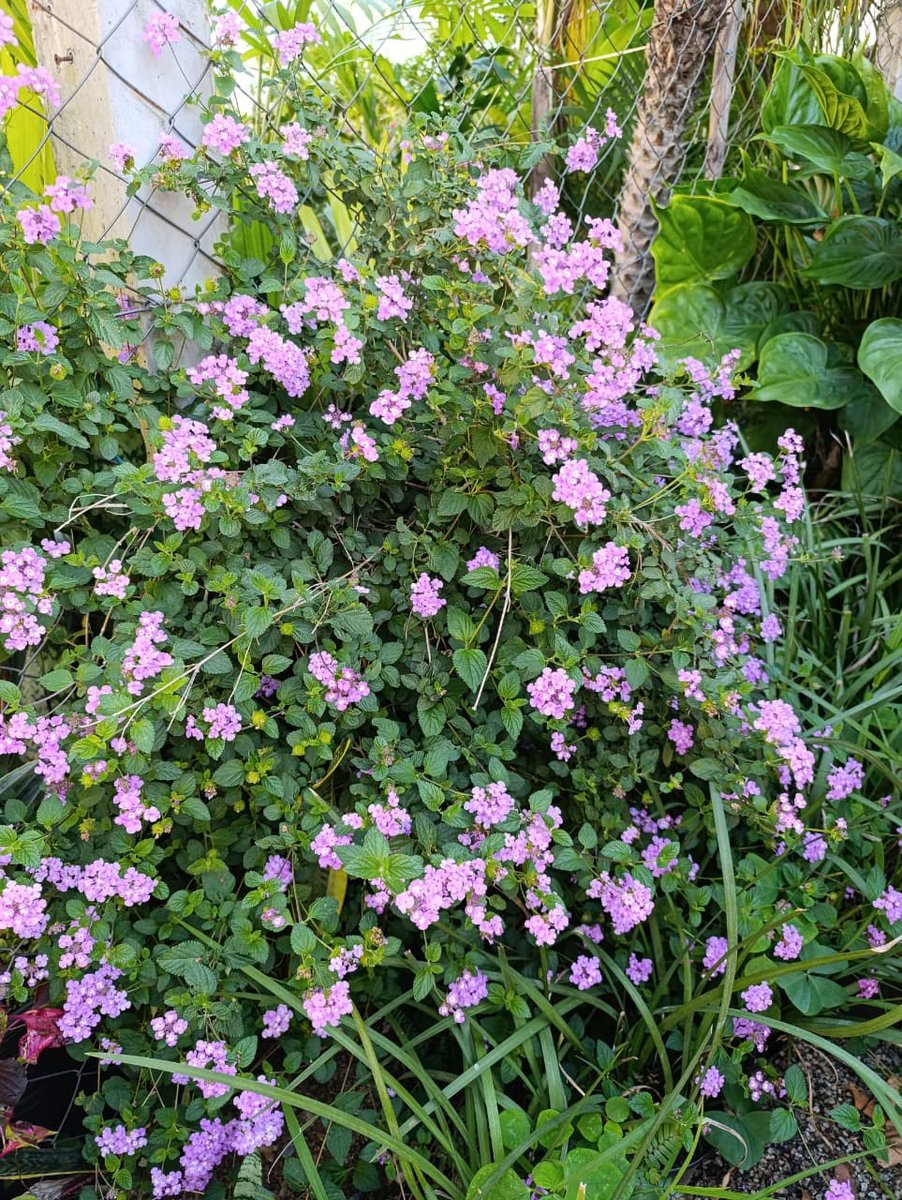 Lantana rasteira — Lantana montevidensis