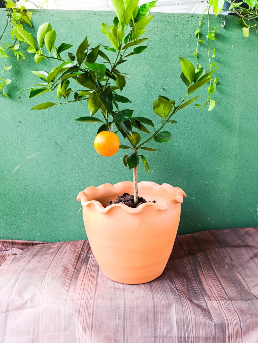 Laranja champanhe — Citrus sinensis