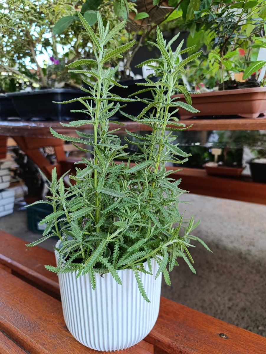 Lavanda — Lavandula angustifolia