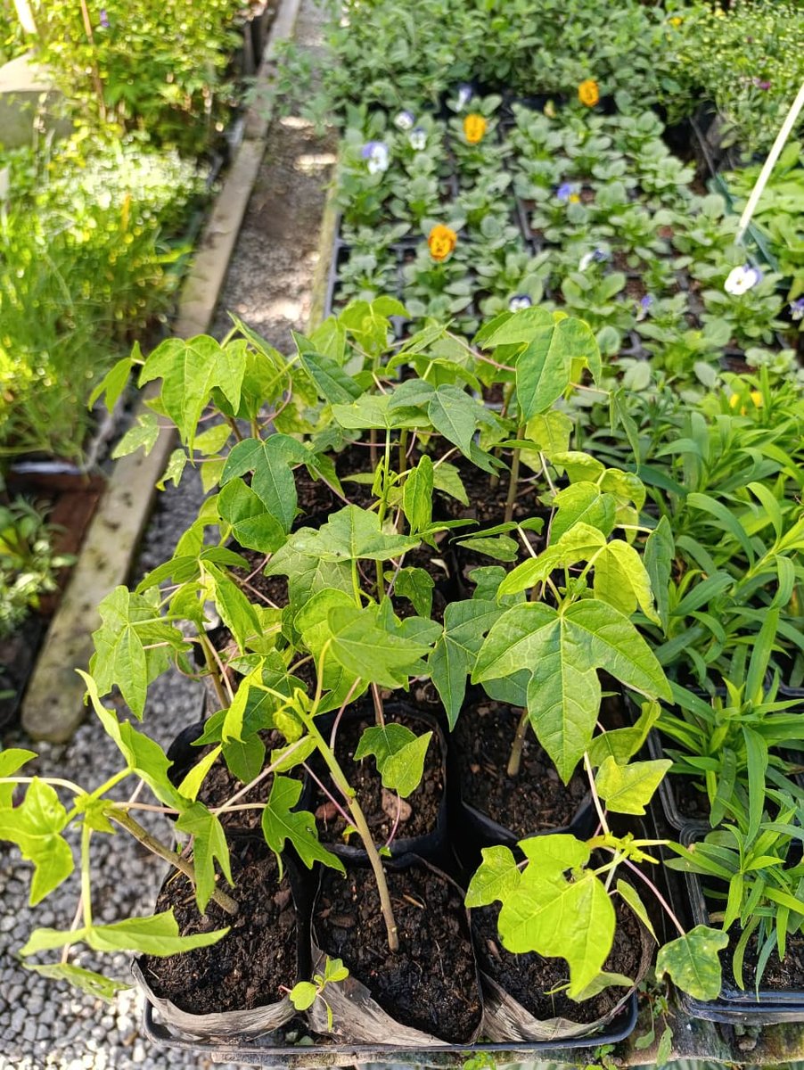 Mamão papaya — Carica papaya
