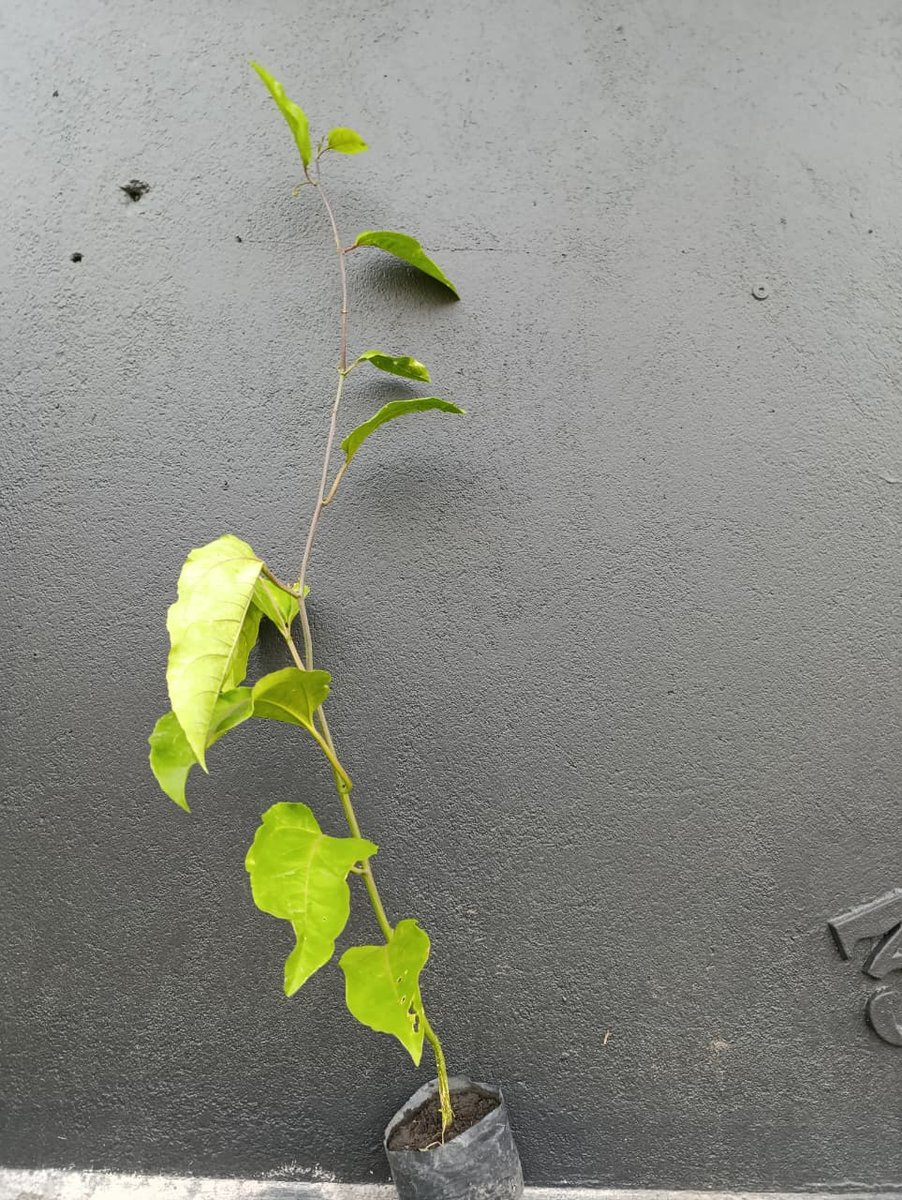 Maracujá — Passiflora edulis