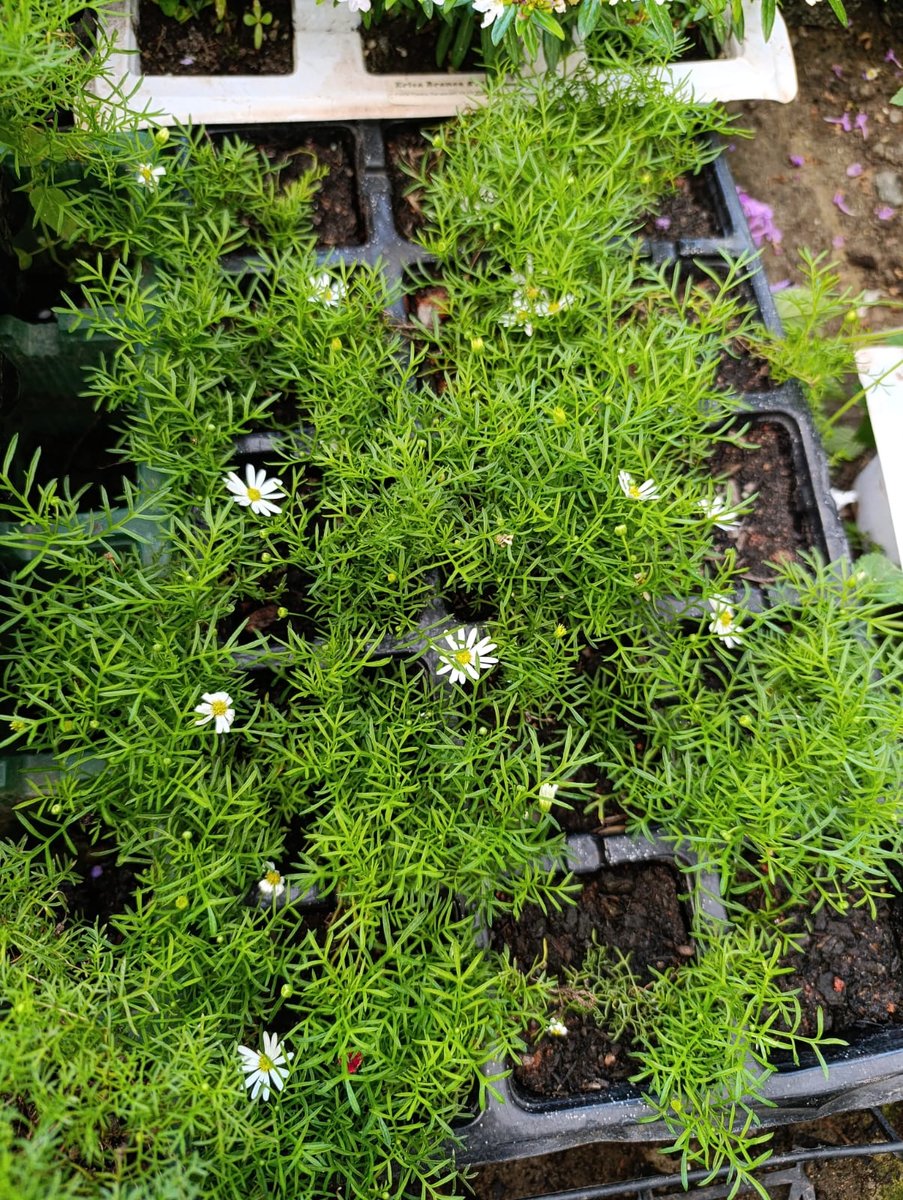 Margarida das pedras — Erigeron karvinskianus