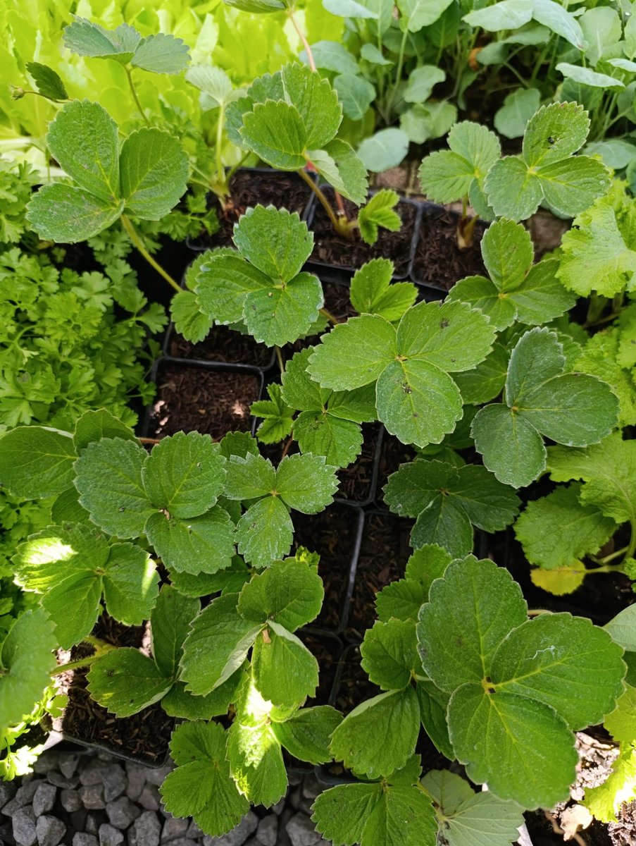 Morango São Andreas — Fragaria × ananassa 'San Andreas'